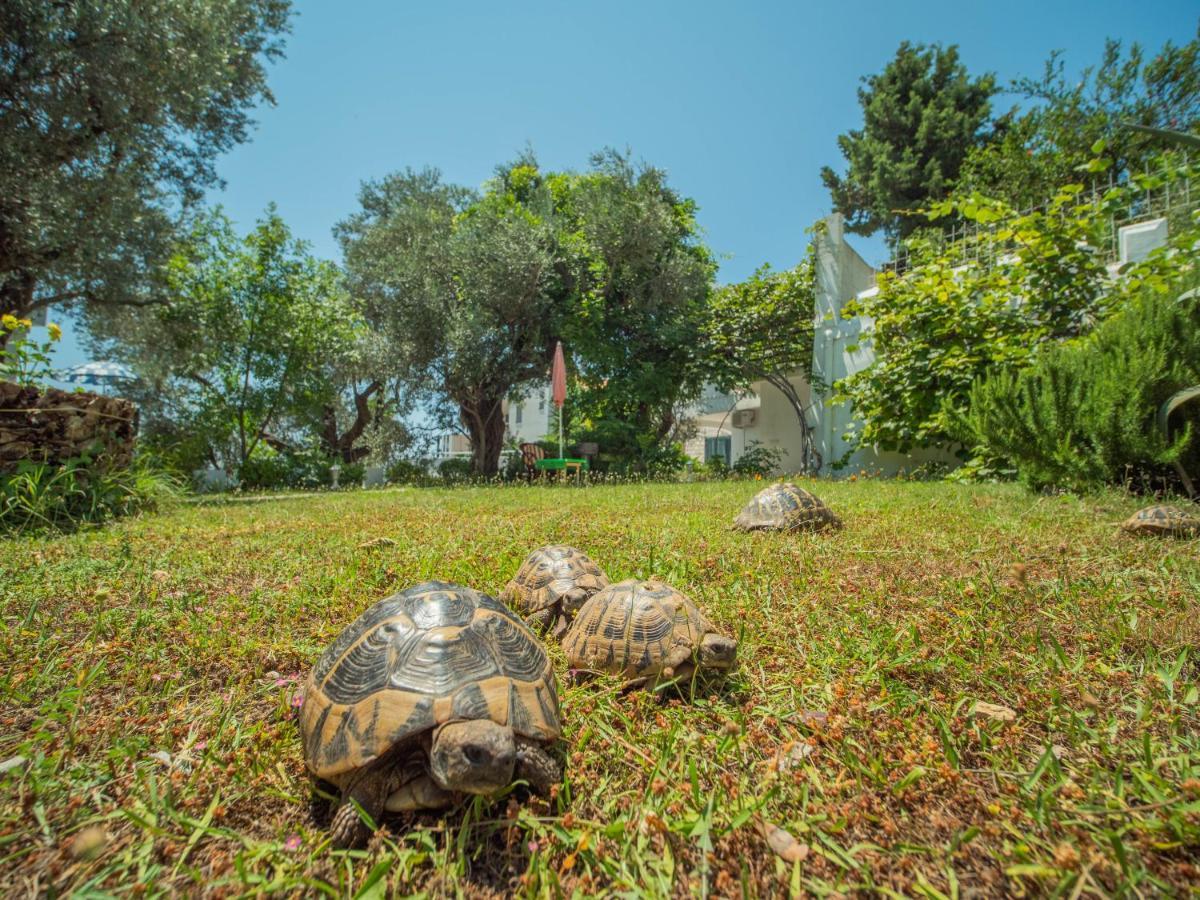 The Turtles Garden Villa Bečići Buitenkant foto